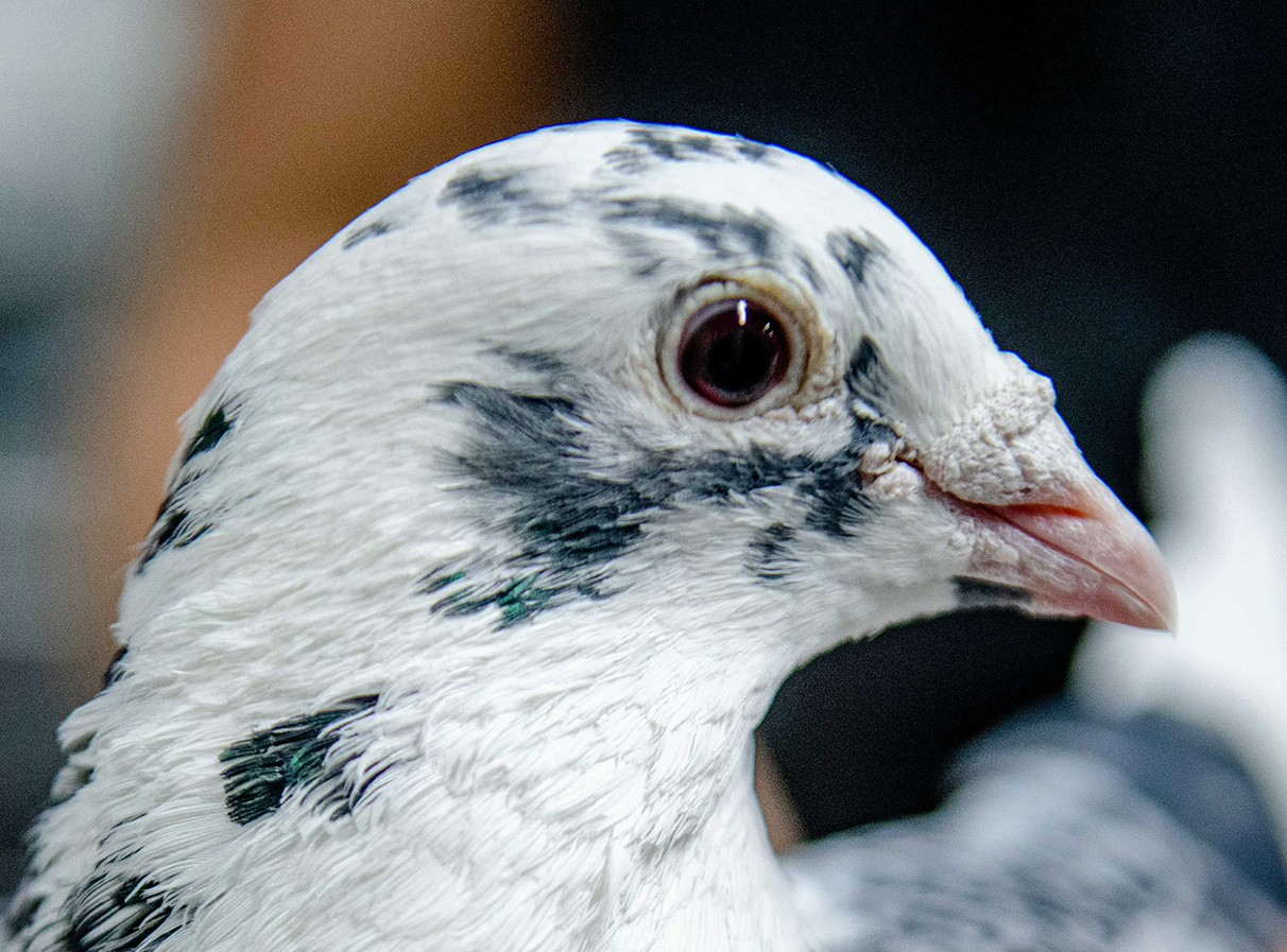 Träumen Vögel vom Fliegen?