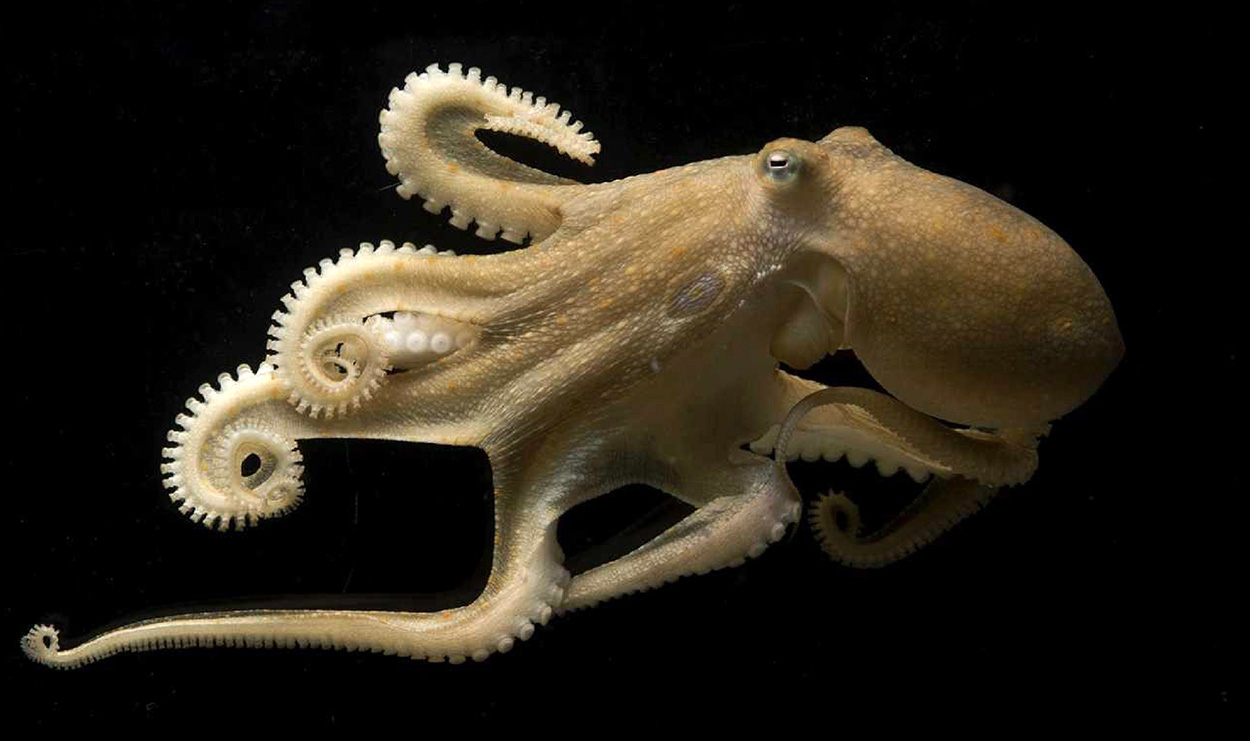 Wie Kraken ihr Gehirn an Wärme und Kälte anpassen