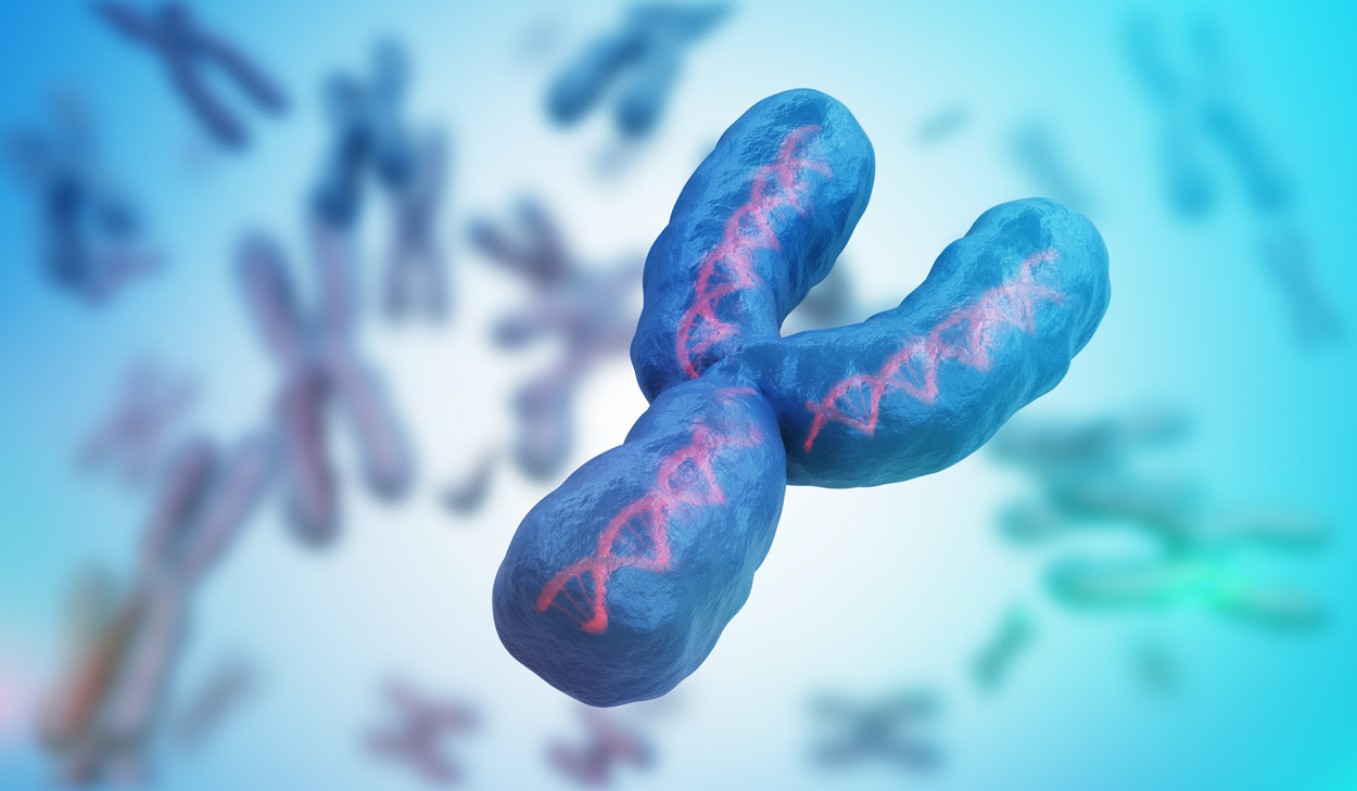 Y-Chromosom: Verlust beeinflusst Krebstumore