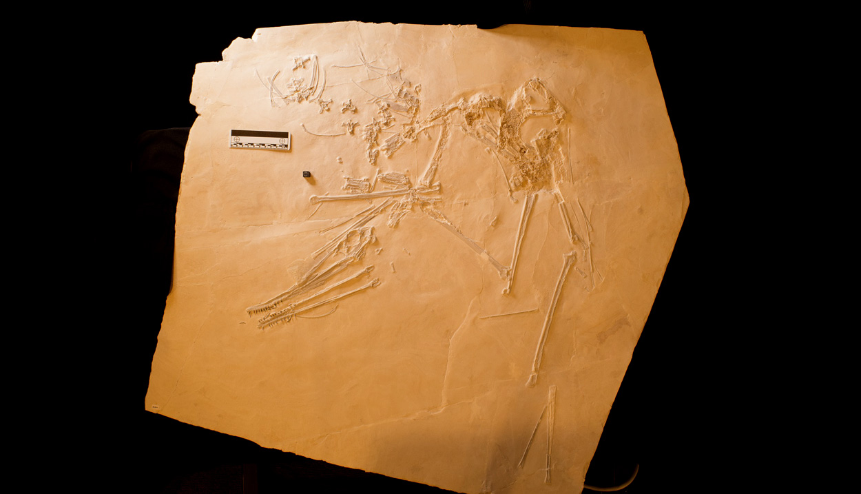 145 Millionen Jahre alter Flugsaurier aus Bayern