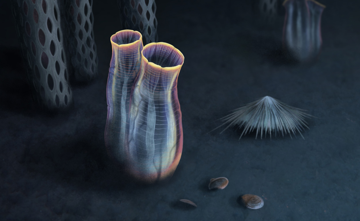 Fossil gibt neue Einblicke in die Evolution der Manteltiere