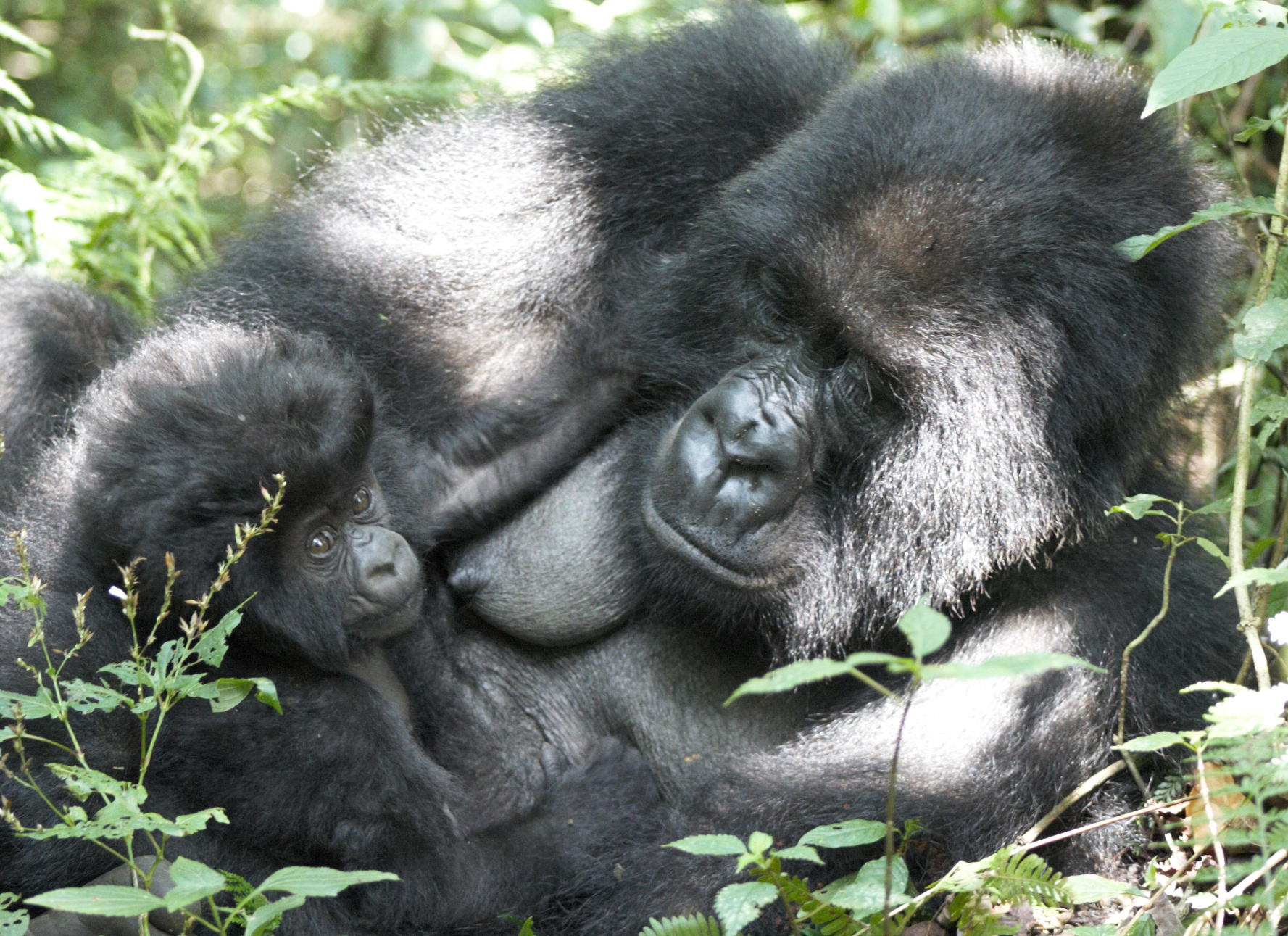 Gorillas: „Geister-Ahnen“ auf der Spur