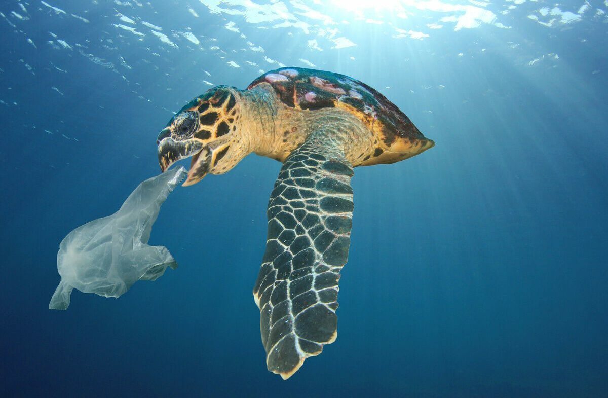 Hilfe für das Plastik-Meer