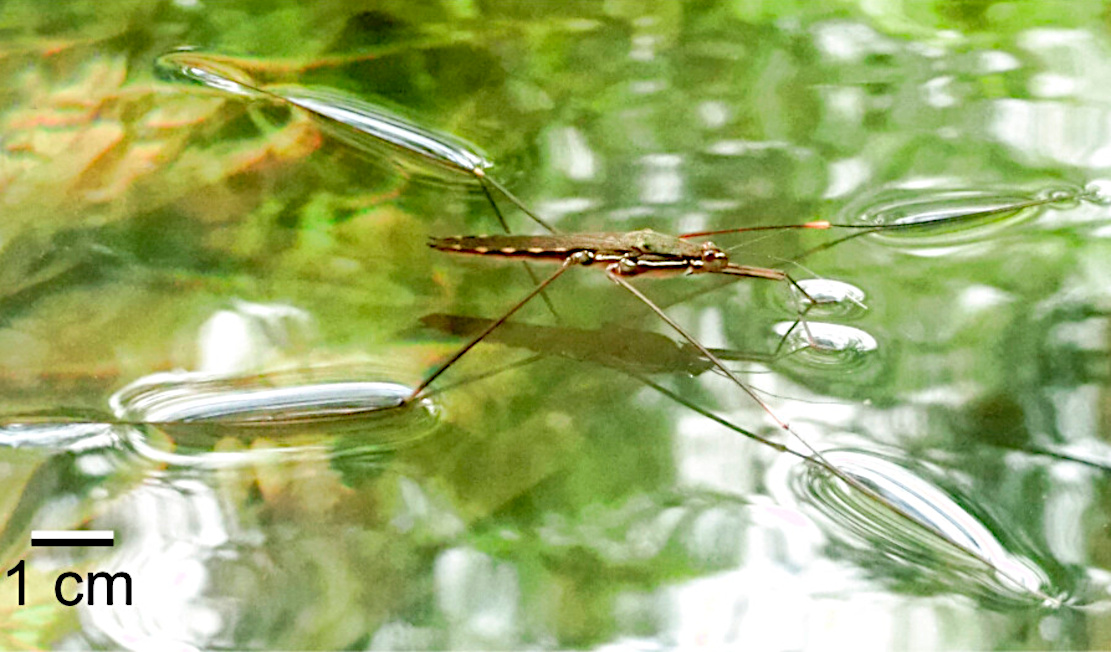 Neue Wasser-Sprungtechnik entdeckt