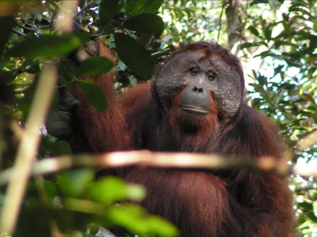 Orang-Utans können „Beatboxen“