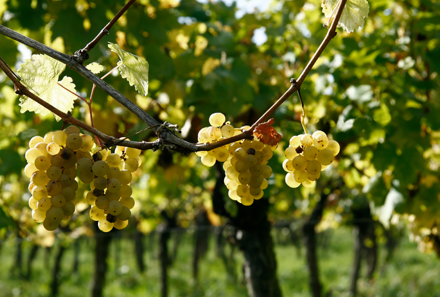 So lassen sich Pestizide im Weinbau einsparen