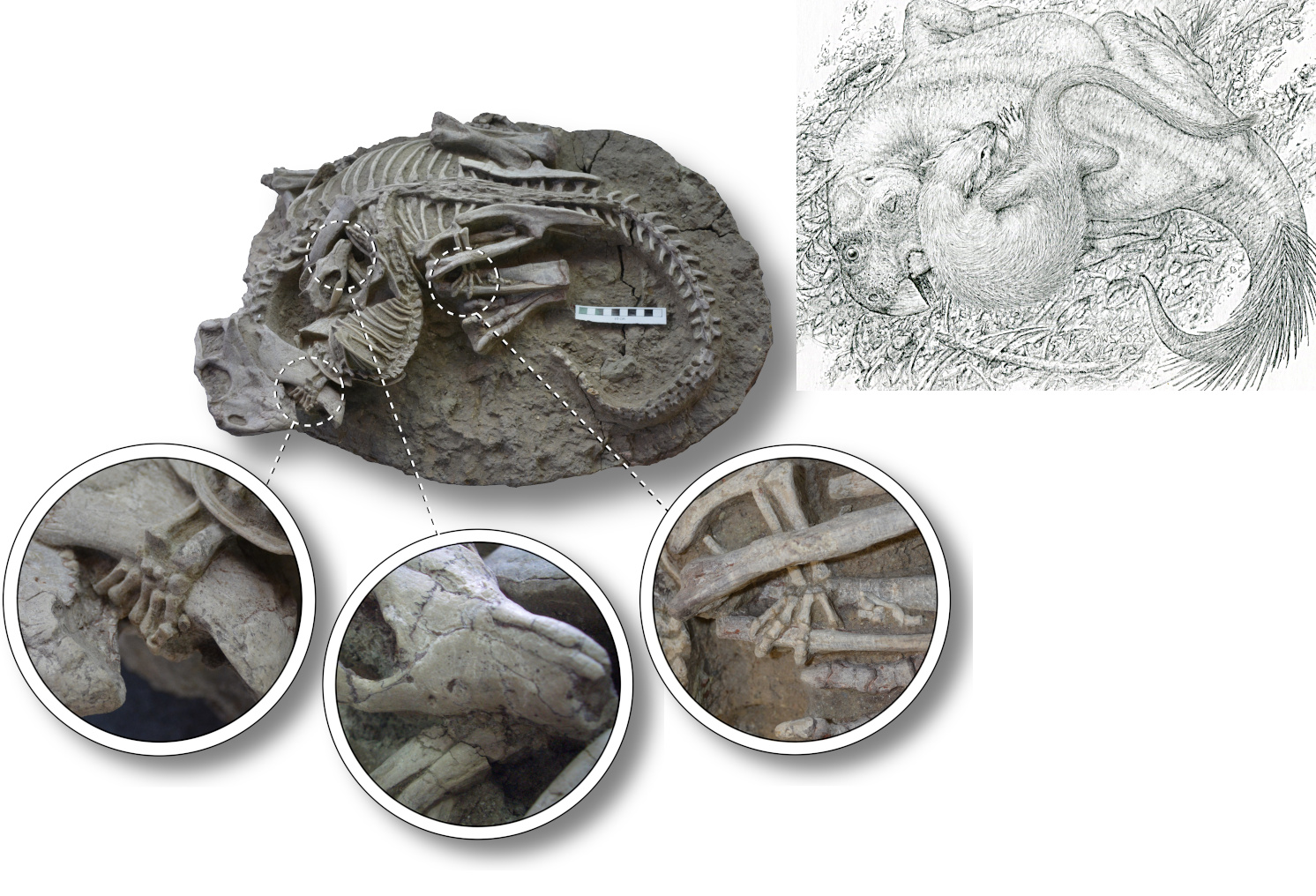 Szenisches Fossil: Säuger erbeutet Dino