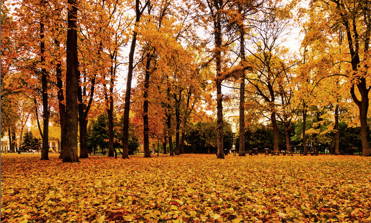 Wie Wärme den herbstlichen Blätterfall beeinflusst