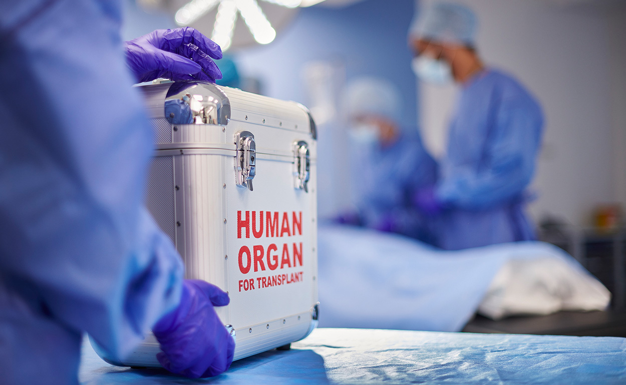Antikörper könnte Transplantationen erleichtern