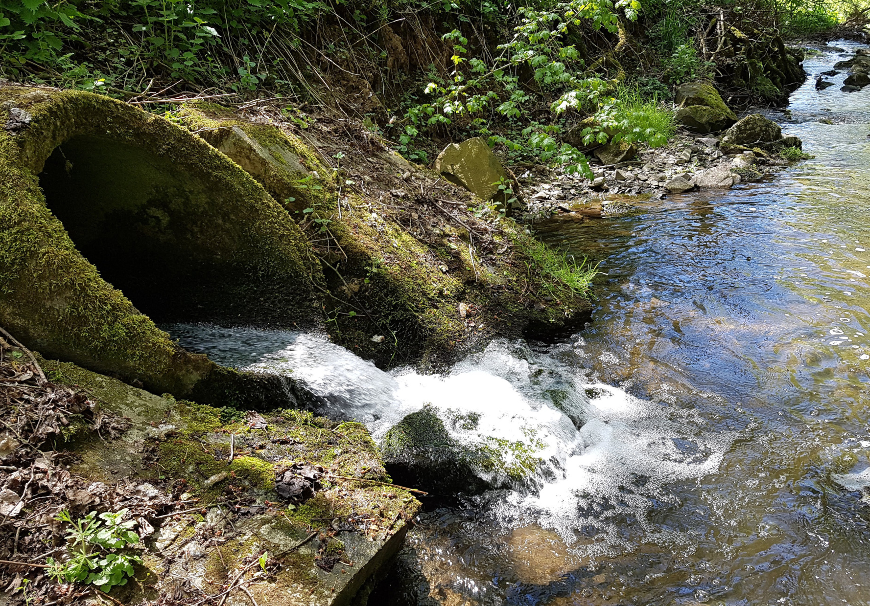 Auch geklärtes Wasser stört das Fluss-Leben