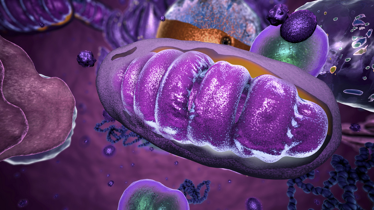Bakterielle Verwandte der Mitochondrien identifiziert
