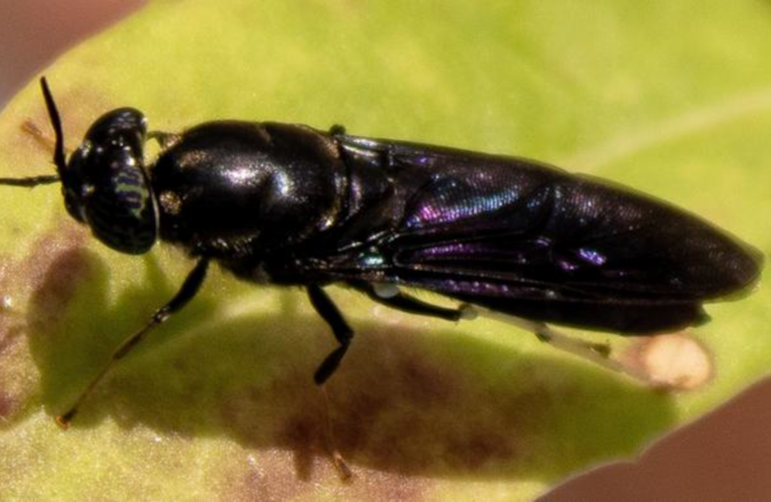 Biokunststoffe aus Soldatenfliegen