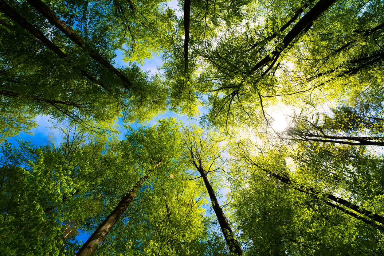 CO2-Kompensation aus Waldschutzprojekten überschätzt