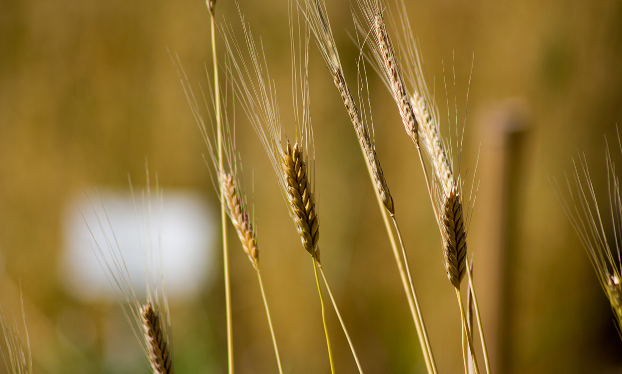 Einkorn-Gene könnten Brotweizen verbessern