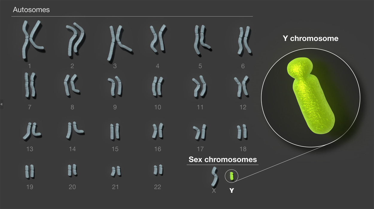 Erste lückenlose Sequenzierung des Y-Chromosoms