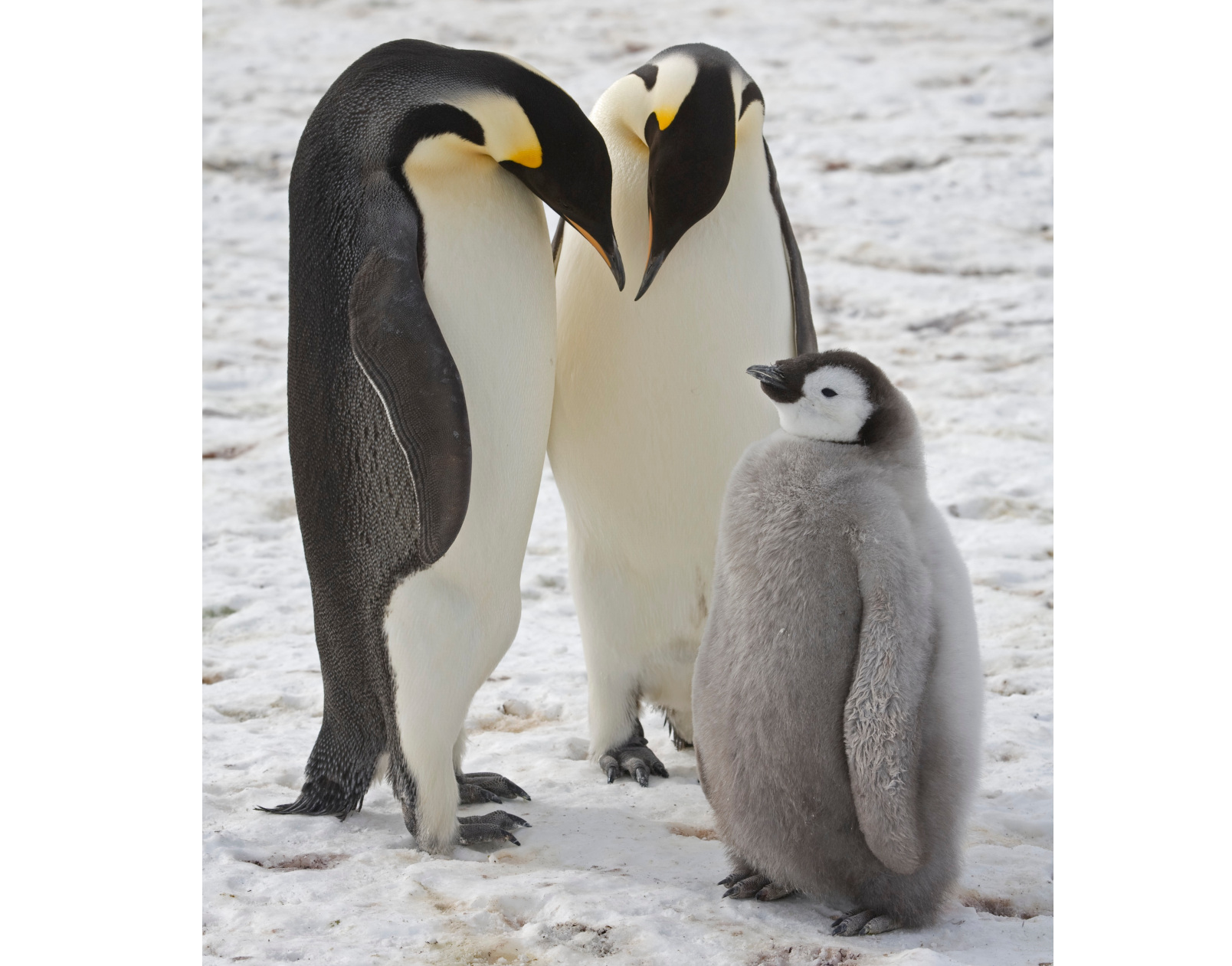 Tote Pinguin-Küken durch Meereisverlust