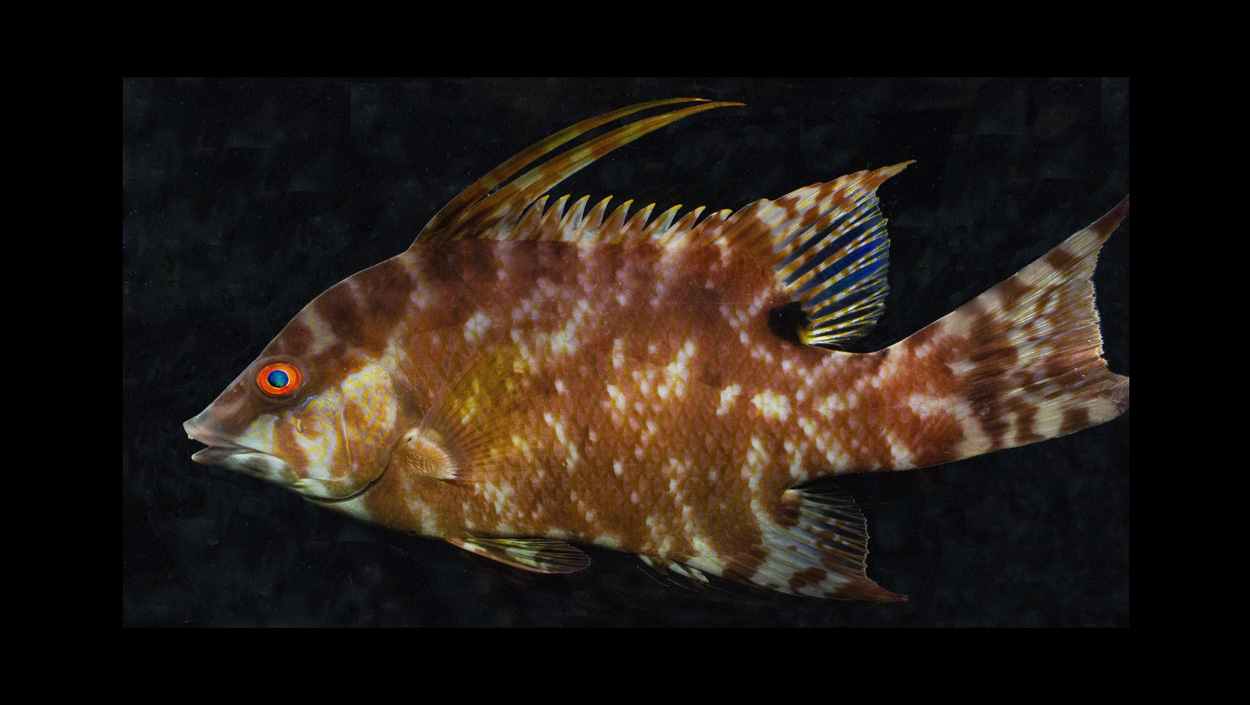 Wie ein Fisch mit seiner Haut sieht