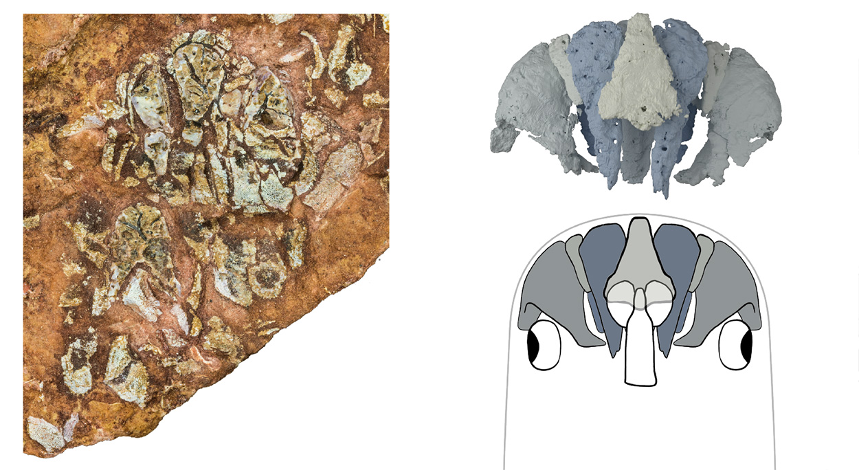 Fischfossil gibt Aufschluss über die Schädel-Evolution