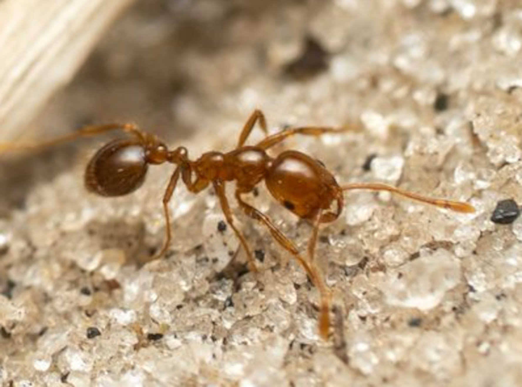 Gefürchtete „Aliens“ in Europa gelandet