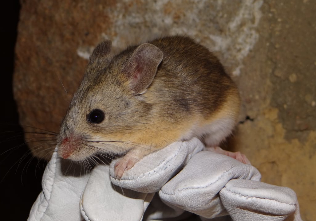 Maus-Mumien bestätigen Höhenrekord