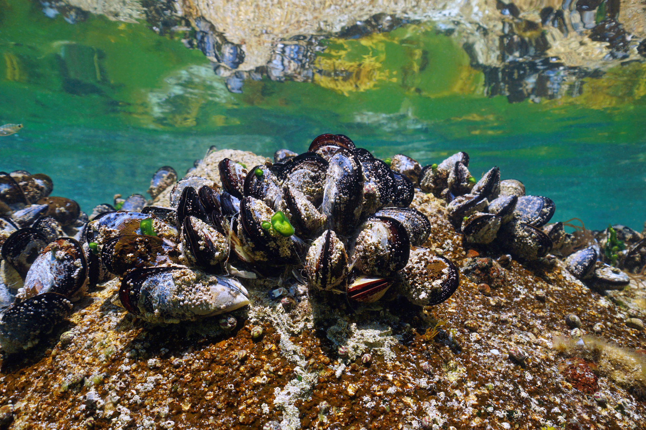 Miesmuscheln als Biodiversitäts-Archive