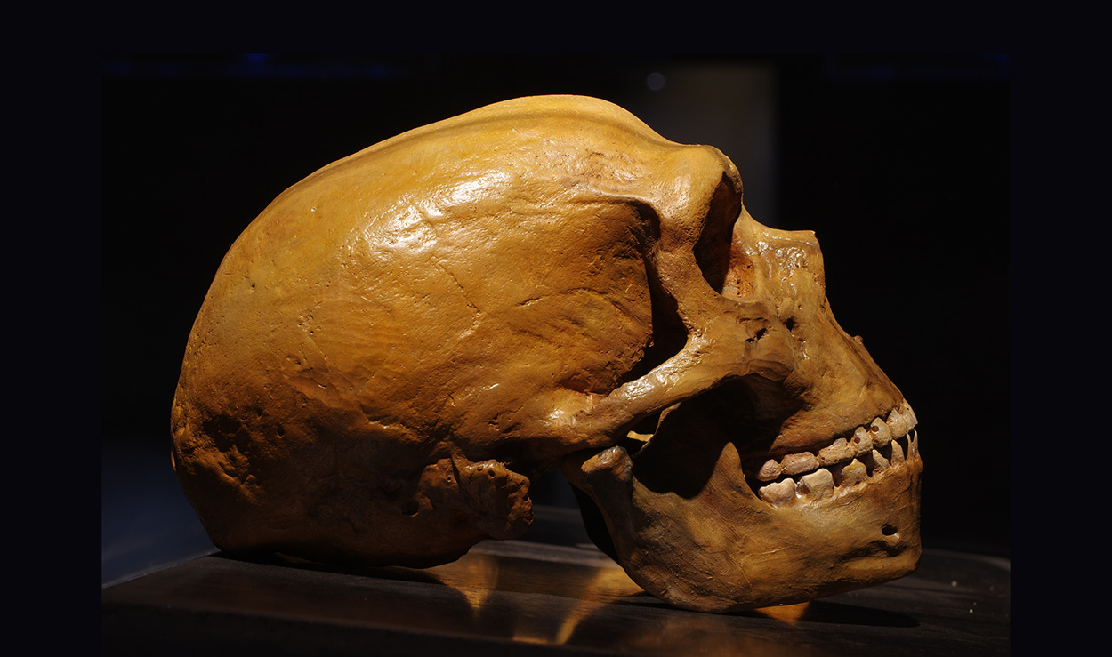 Warum Europäer weniger Neandertaler-DNA haben als Asiaten