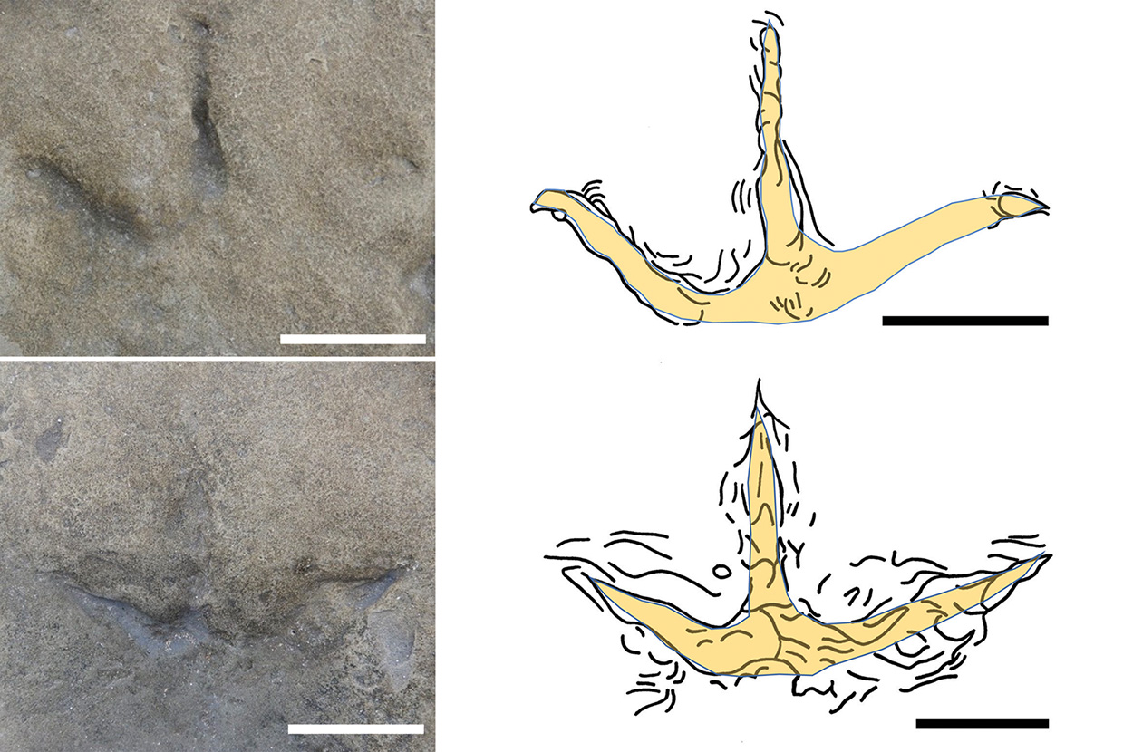 120 Millionen Jahre alte Vogelspuren in Australien entdeckt