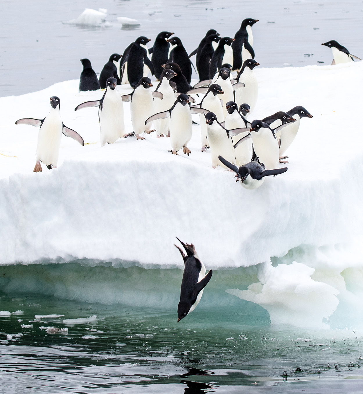 Adéliepinguine auf dem Sprung