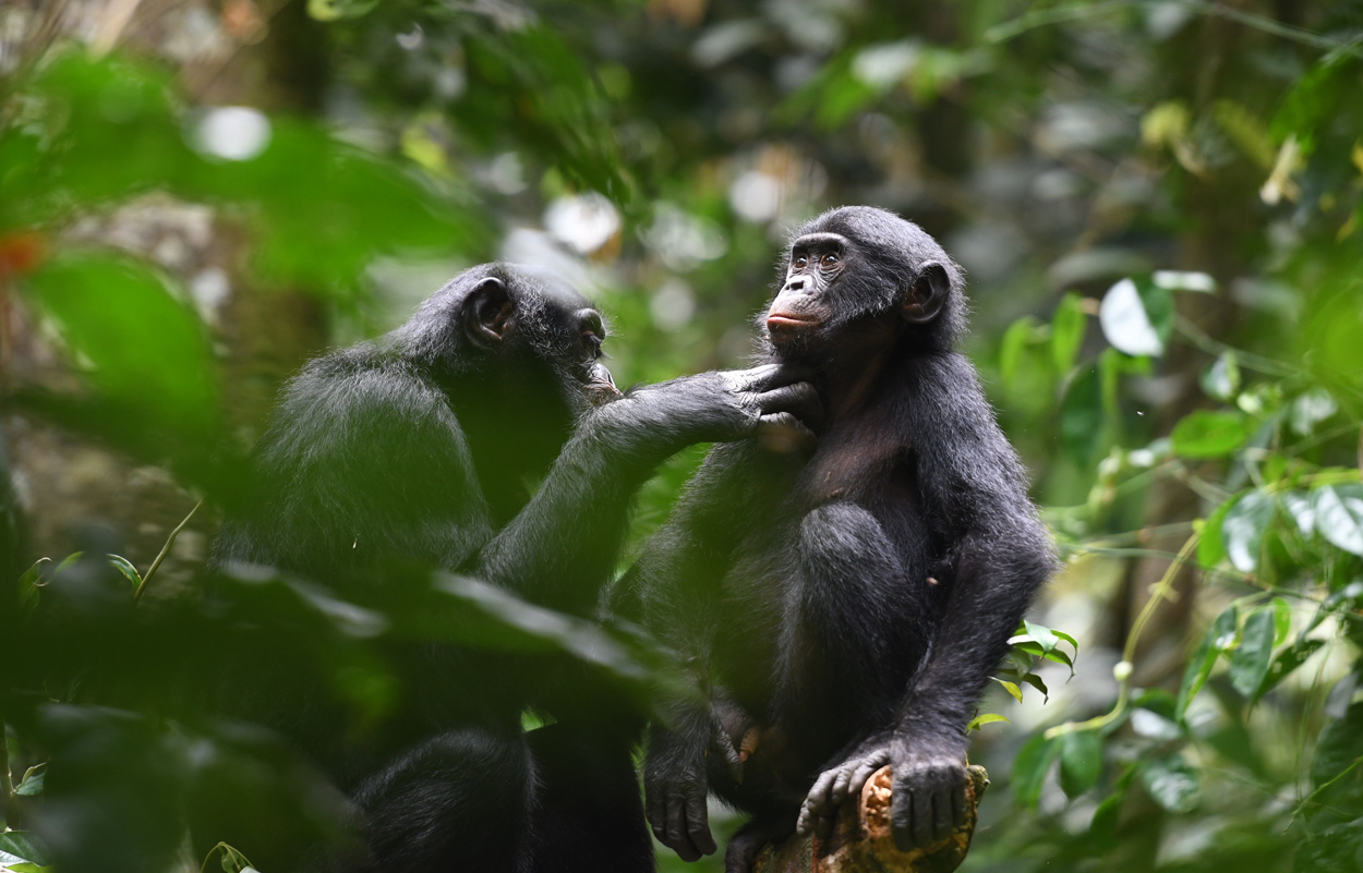 Bonobos kooperieren über ihre eigene Gruppe hinaus