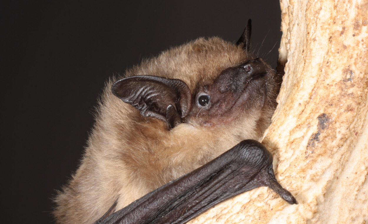 Fledermaus paart sich ohne Penetration