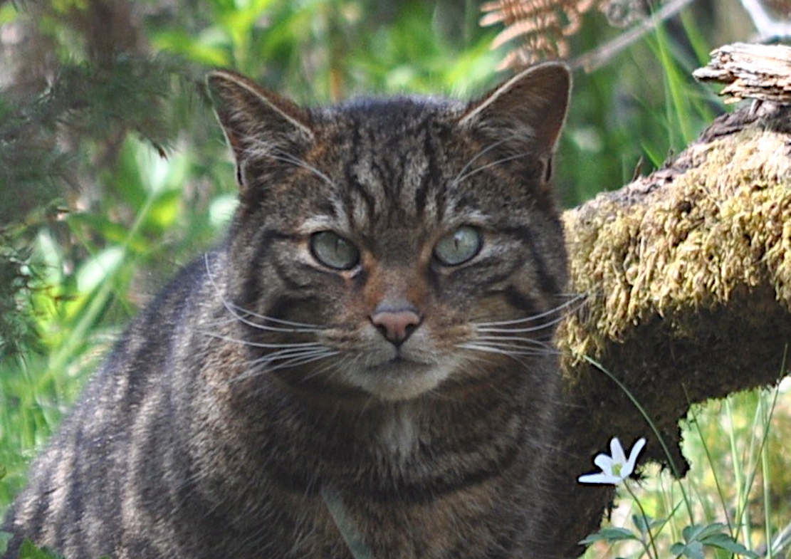 Haus- und Wildkatze mieden sich lange