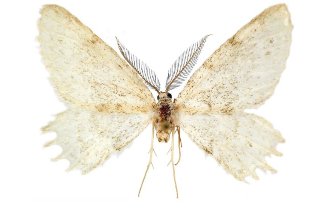 Mysteriöser Schmetterling entdeckt