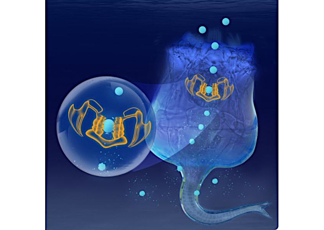 Rädertierchen "kauen" Mikro- zu Nanoplastik