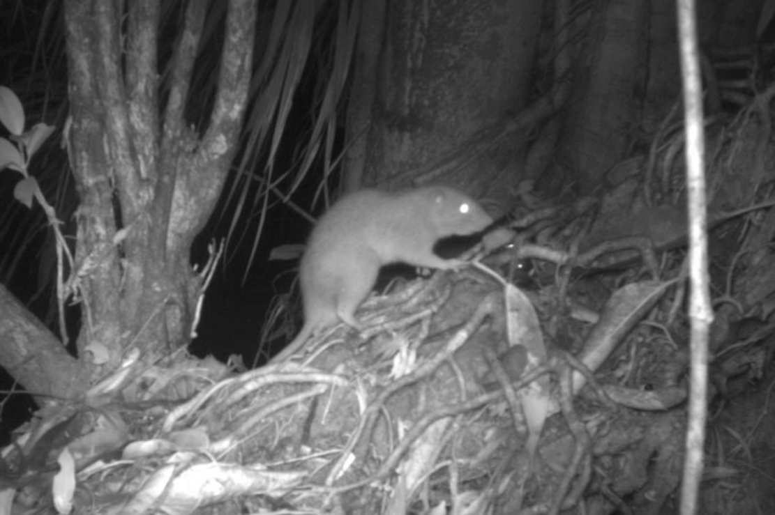 Vangunu-Riesenratte erstmals fotografiert