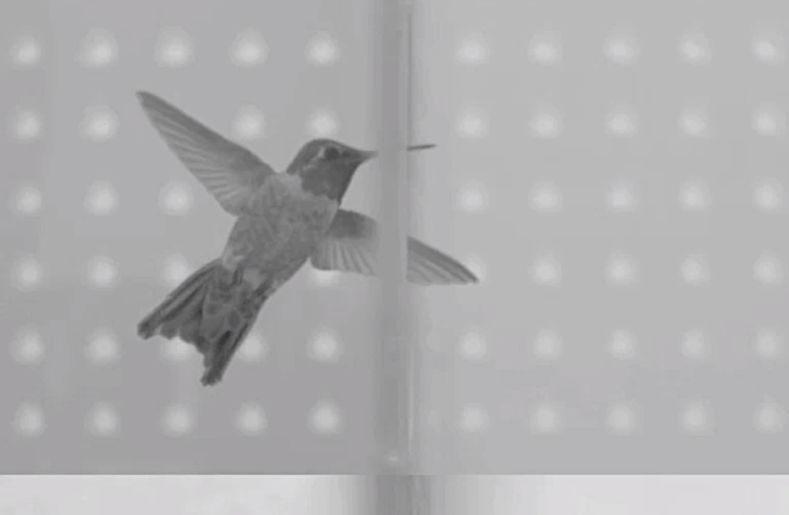 Wie Kolibris durch kleine Lücken fliegen