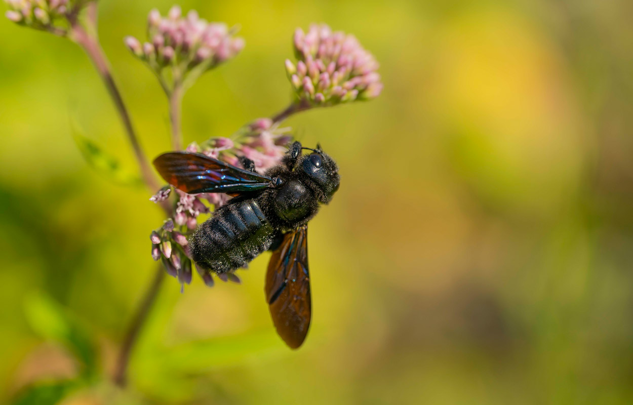 Blauschwarze Holzbiene ist „Wildbiene des Jahres“ 2024