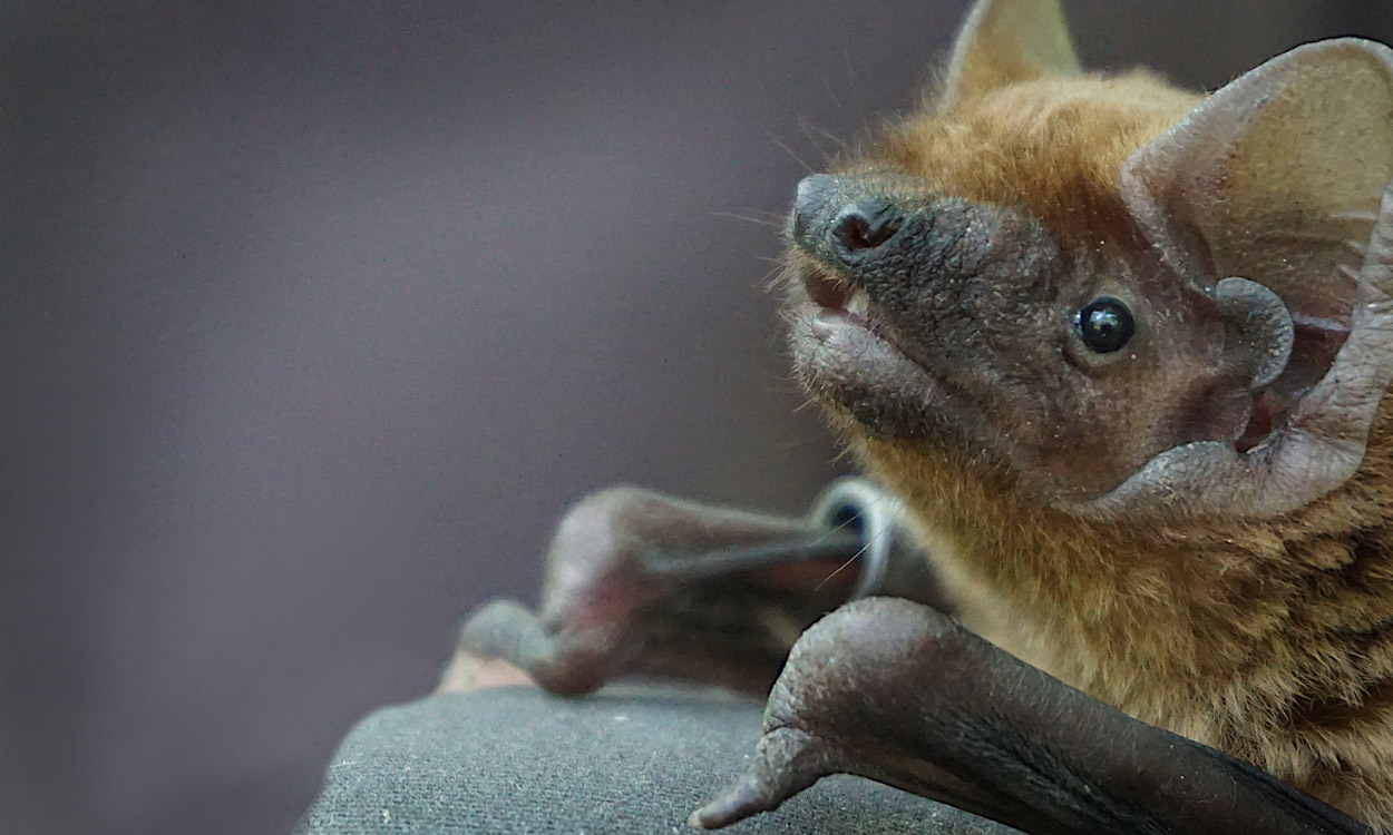 Große Fledermäuse finden in Städten weniger Beute
