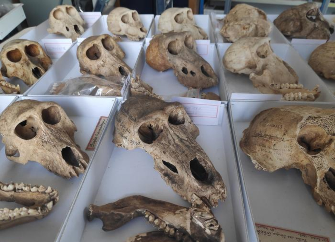 Leidvolle Pavian-Haltung im alten Ägypten