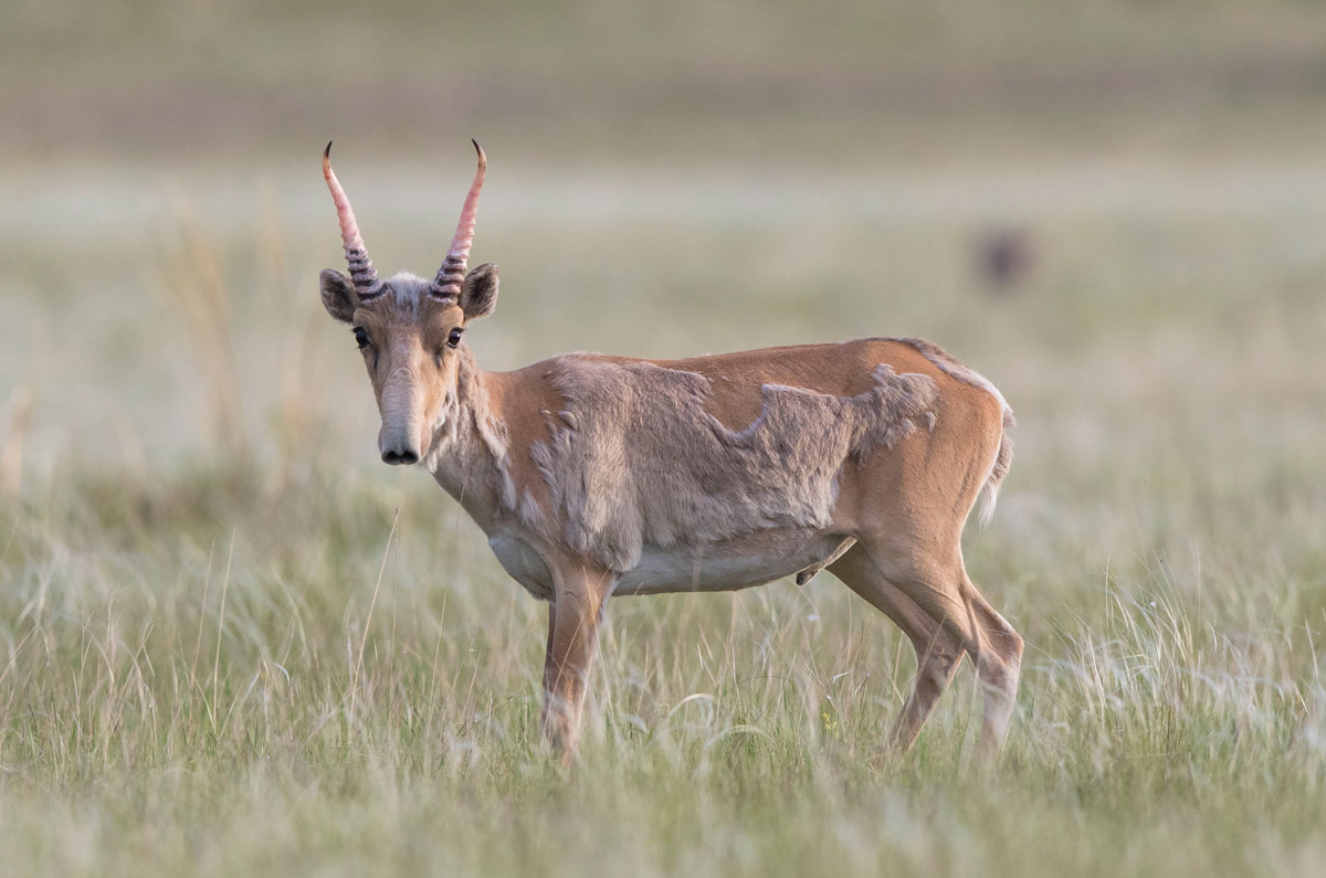 Saiga-Antilope feiert Comeback