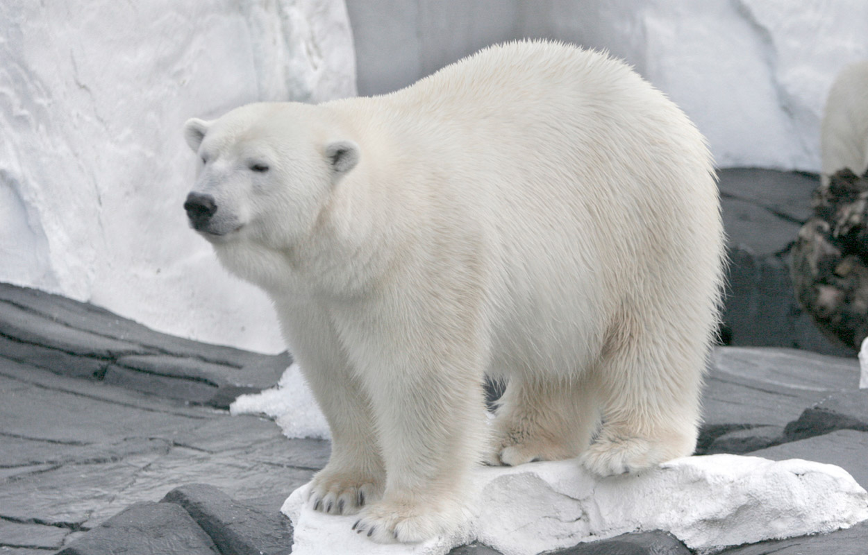 Thermofasern nach Vorbild des Eisbärenfells entwickelt