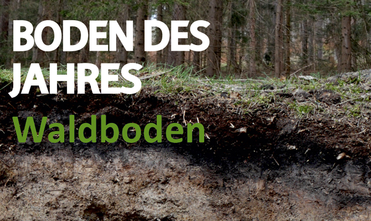 Waldboden ist der Boden des Jahres