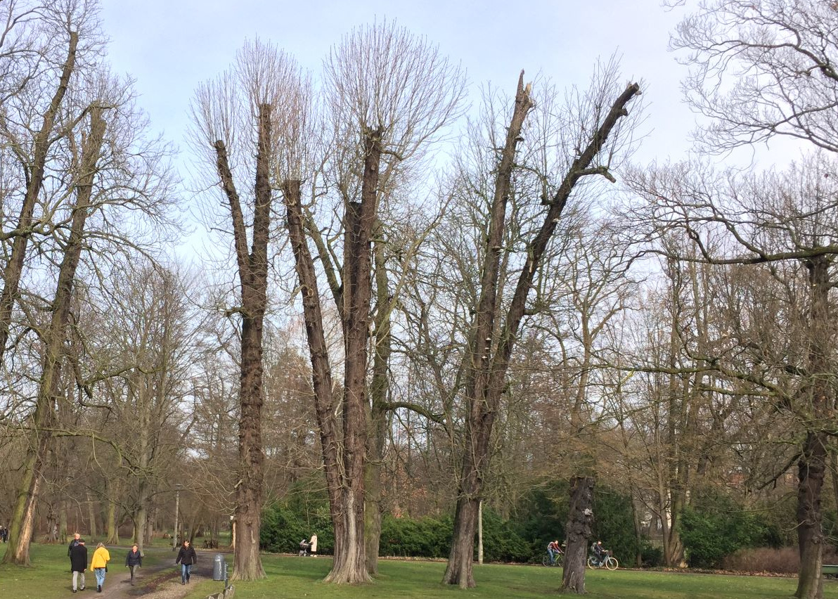 Deutsche Parkanlagen leiden unter Klimastress