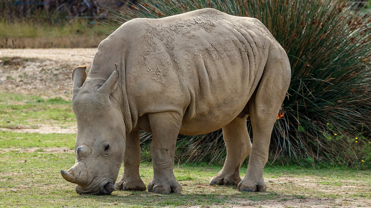Erster Nashorn-Embryo in Leihmutter übertragen