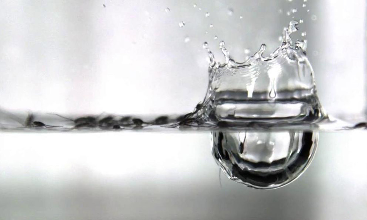 Wie sich Wasserläufer vor dem Ertrinken schützen