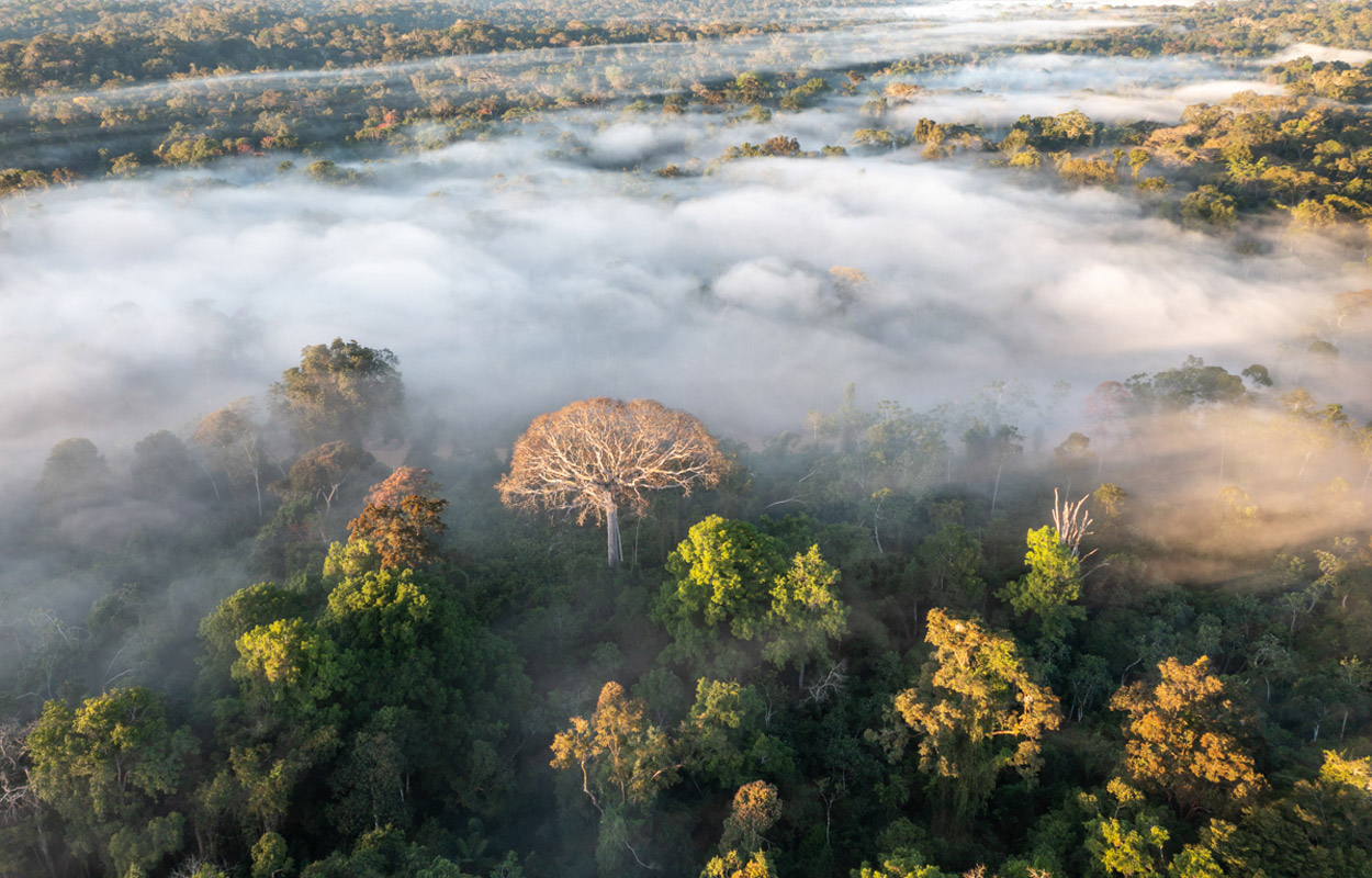 Amazonas-Regenwald könnte Klima-Kipppunkt schon 2050 erreichen