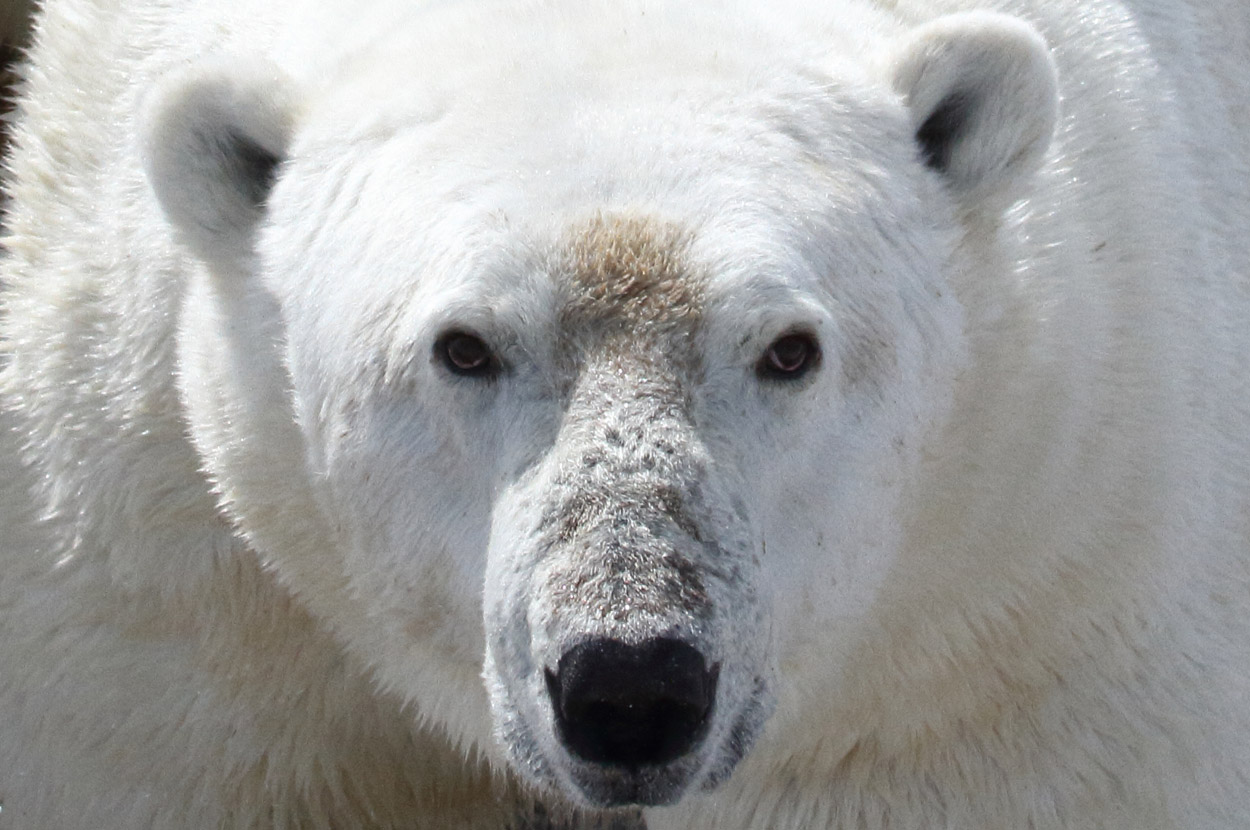 Eisbären droht im Sommer der Hungertod