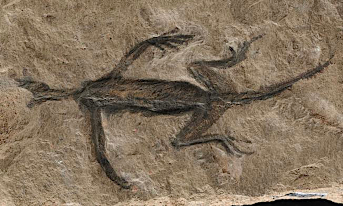 Fossil-Fälschung entlarvt
