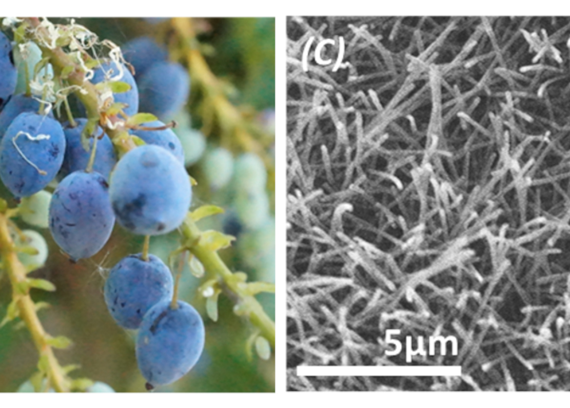 Geheimnis blauer Fruchtfarbe gelüftet