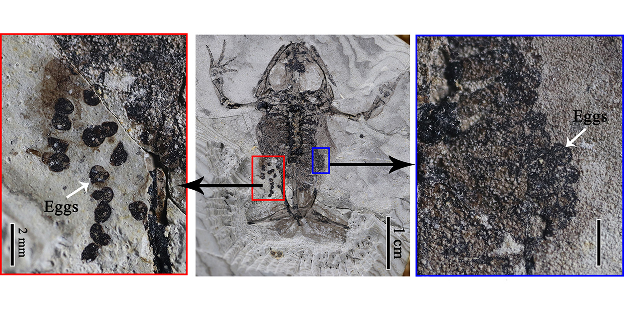Kreidezeitliches Froschfossil mit Eiern entdeckt