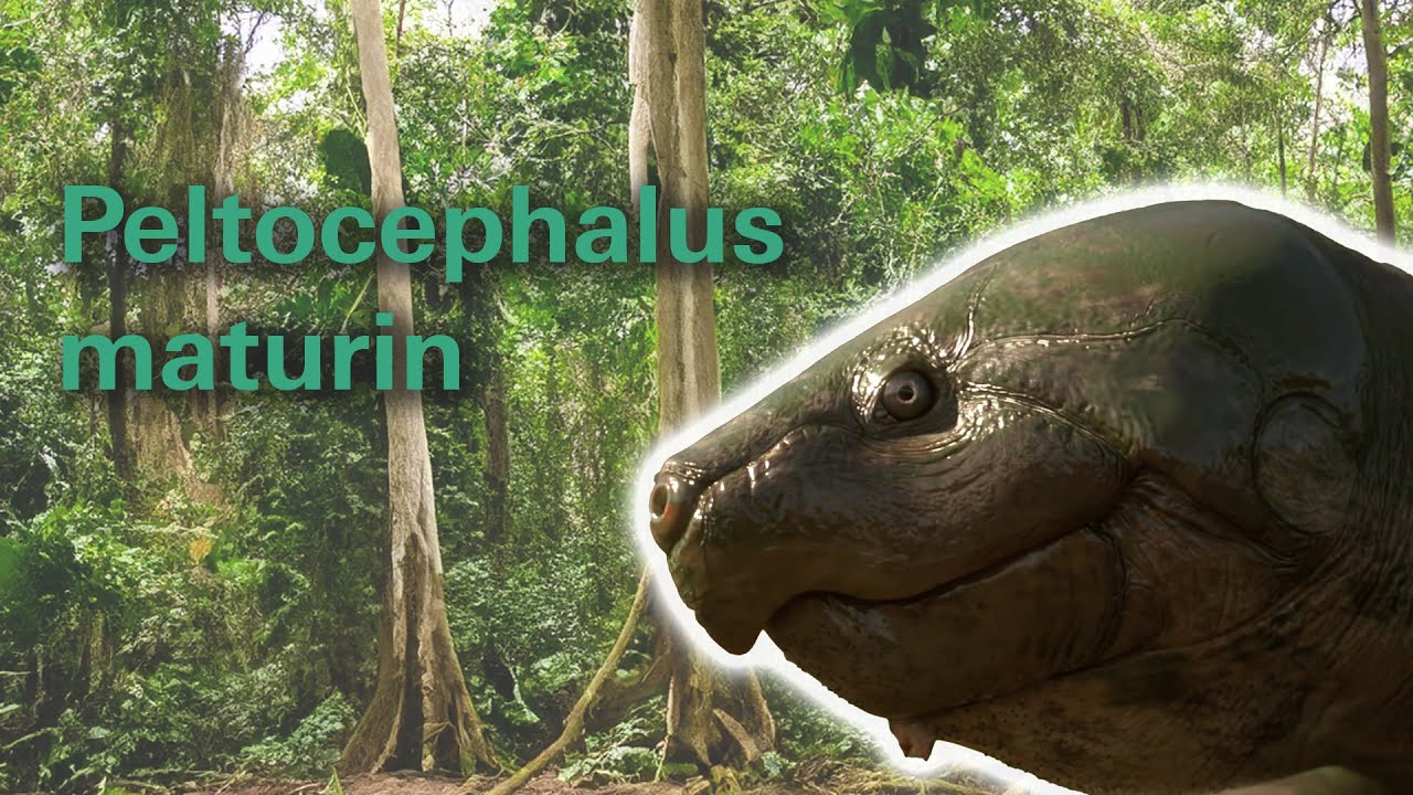 Ausgestorbene Riesenschildkröte entdeckt: Ein Opfer des Menschen?